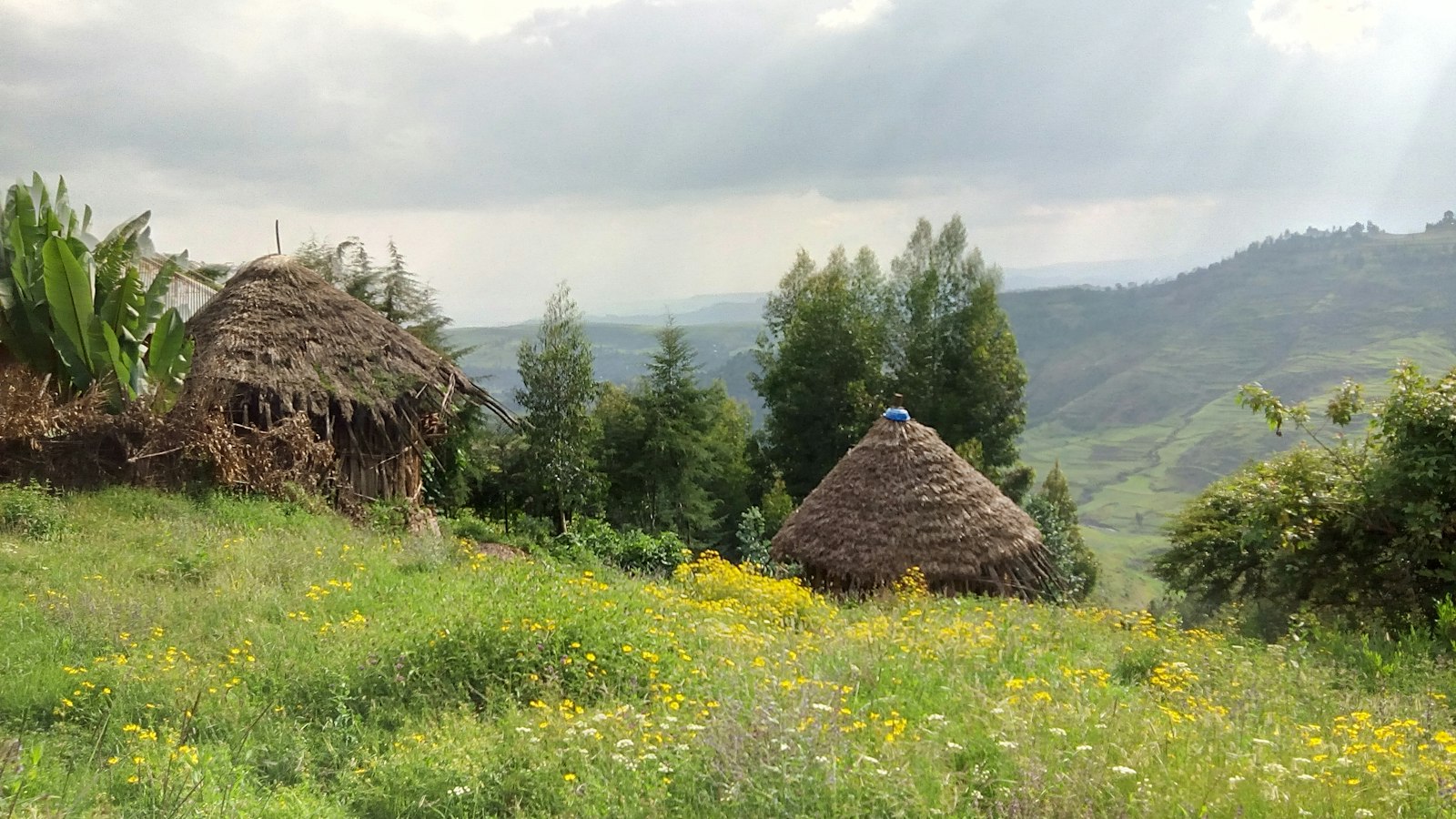 Straw-roofed huts in a rural Ethiopian field (illustrative photo)
